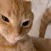 queeb - @alyssa.sheldon - TikTok
