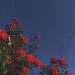 Alyssa Shoopman - @alyssa.shoopman.5 - Instagram