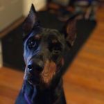 Alyssa Silverio Petrillo - @alyssapetrill_grooming - Instagram