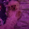 alyssa - @alyssaa_miaa - TikTok