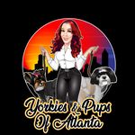 Alyssa Small - @yorkiesnpupsofatl - Instagram