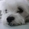 Alyssa_Small - @Alyssa_Small - TikTok