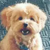 turbo_diesel_puppy - @alyssa_solano - TikTok