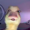 ali spadafora - @itsalispadafora - TikTok