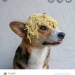 Alyssa Stringer - @corginoodle18 - Instagram