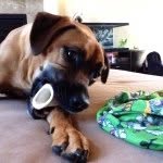 😊alyssa thurman😊 - @puppy_love0107 - Instagram
