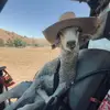 Alyssa Watts - @alyssawatts57 - TikTok