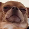 alyssawickersham4 - @alyssawickersham4 - TikTok