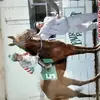 Amado Sanchez - @user433795534 - TikTok