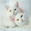 amal Abdullah - @user4162235545181 - TikTok