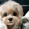 Amal Issa - @amalissa429 - TikTok