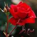 Amal Murad - Facebook