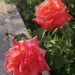 Amal omari - @oamal6371 - Instagram