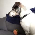 Sofia-Amalia Walhberg Petersen - @sofia_amalia_walhberg_petersen - Instagram