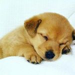 aman_garcha - @aman_garcha2338 - Instagram