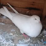 खलीफा जी - @aman__khalifa__09 - Instagram