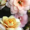 Aman_Mittal82 - @Aman_Mittal82 - TikTok