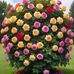 Aman Shaikh - Facebook