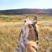 Amanda Neville Acheson - Facebook