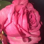 Amanda Akins - @purple_lover_01 - Instagram