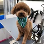 Amanda Andrew - @welovedogs_mobile_groomer - Instagram