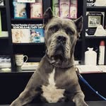 Amanda Arena - @zenyourdogny - Instagram