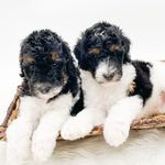 Amanda Ashby - @ashbyspoodlesanddoodles - Instagram