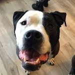 Amanda Ashby - @idgiesmama - Instagram