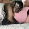 Amanda Beaver - @jaxonthecapuchin - TikTok