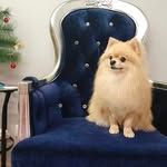 Амандушка - @amanda_bestdog - Instagram