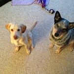 Amanda Bewley - @abewley9 - Instagram
