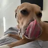 Amanda Blue - @amandablue12905 - TikTok