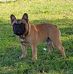 Amanda Boulis - Facebook
