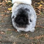 Amanda Bowes - @poodle_aab - Instagram