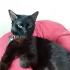 Amanda Brant - @amanda.brant6 - TikTok