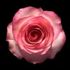 amandabrodier - @amandabrodier - TikTok