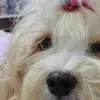 Amanda Romano - @amandabromano - TikTok