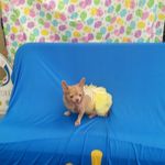 Amanda Bunch - @elvisgurl1979 - Instagram
