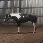 Amanda Cable - @paintdhorsestables - Instagram