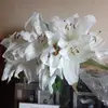 Amanda Caffrey - @amandacaffrey - TikTok