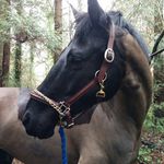 amanda cain - @amandacain.eq - Instagram