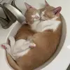 Amanda_Carnell - @adventuresofjaxanddodger - TikTok