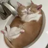 Amanda_Carnell - @amanda_carnell - TikTok
