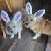 Amanda Gardner Carolan - Facebook