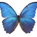 Amanda Cella - Facebook
