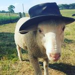 Amanda Chalmers - @pleasantvalleyfarm1 - Instagram