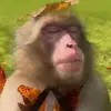 Amanda Chang - @akc0126 - TikTok