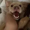 Amanda Chester - @amanda.chester - TikTok
