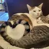 amandachester135 - @catzcums - TikTok