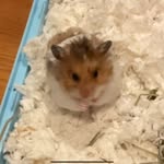 Amanda chia kay en - @puddingrat123 - Instagram